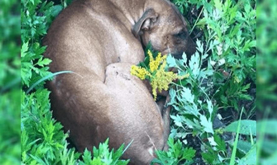 Dying Pit Bull Had Lost All Hope When Kids Found Him In The Grass Just In Time