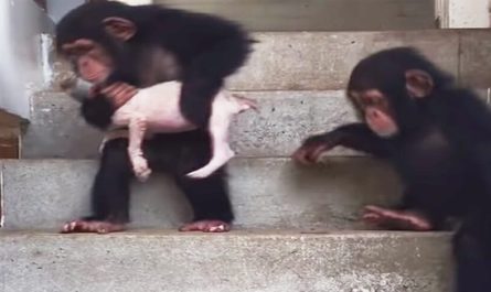 Dying puppy is nursed back to life with the help of some caring chimpanzees