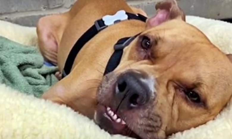 Even With 4 Paralyzed Legs, Unwanted Pit Bull Still Kept His Fighting Spirit