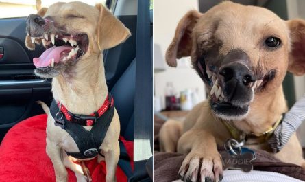'FIGHTING BAIT' DOG WHO LOST HALF HER FACE IS UNRECOGNIZABLE AFTER LOCATING A LOVING HOME