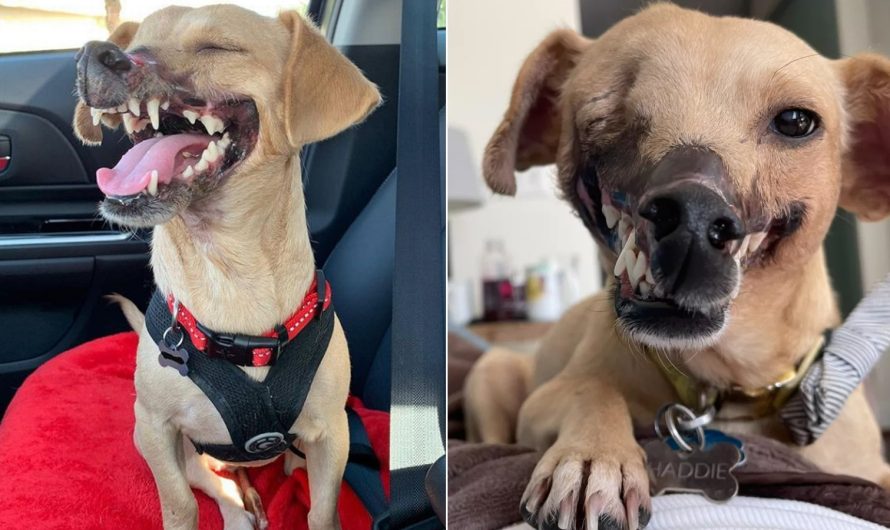 ‘FIGHTING BAIT’ DOG WHO LOST HALF HER FACE IS UNRECOGNIZABLE AFTER LOCATING A LOVING HOME