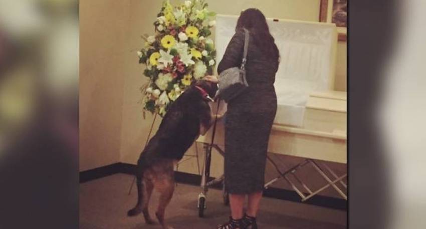 Family Dog Breaks Internet Hearts While Taking Last Look Into Owner's Coffin