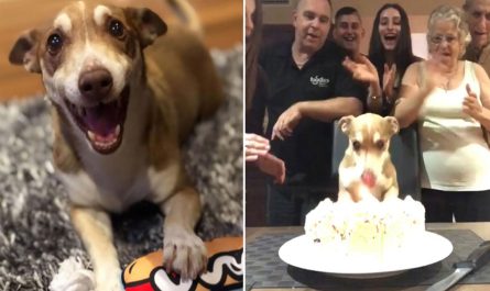 Family Surprises 13-year Old Dog a Birthday Celebration and He Is the Happiest
