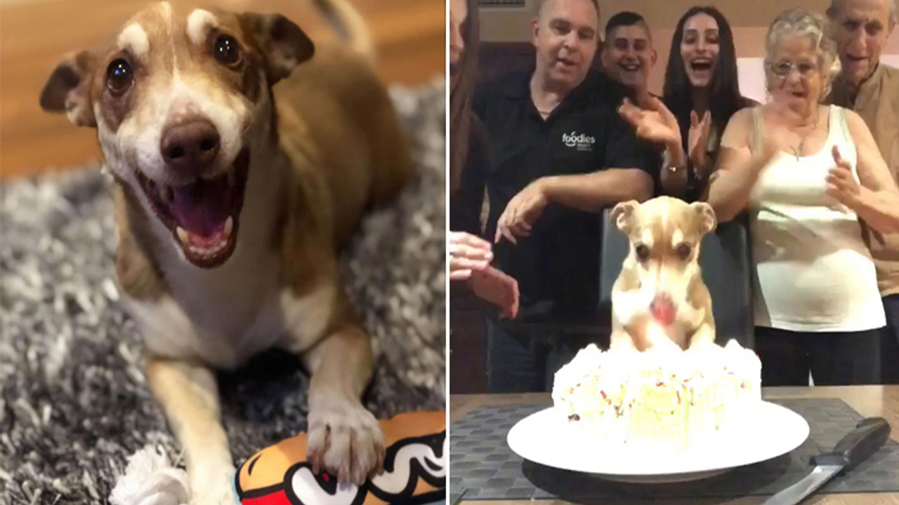 Family Surprises 13-year Old Dog a Birthday Celebration and He Is the Happiest