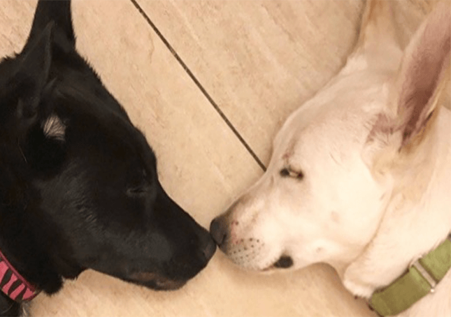 Final Plea For Bonded Pair of Dogs to Be Adopted Together Reaches Far and Wide