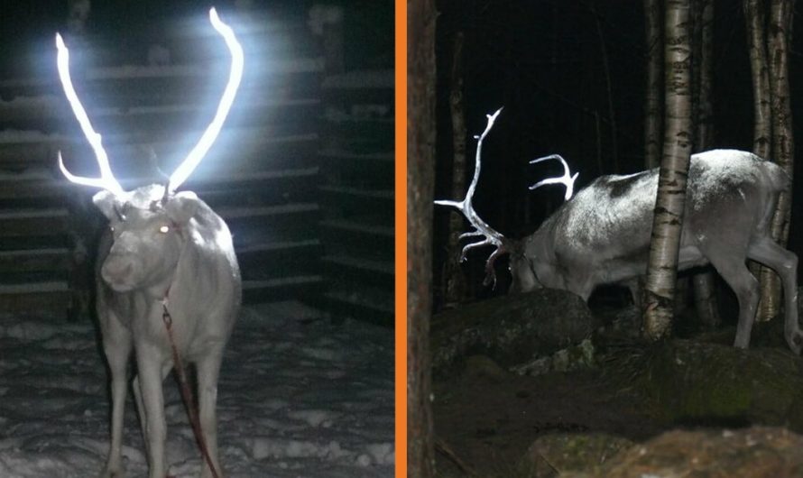 Finland Is Covering Reindeer Antlers In Reflective Paint To Prevent Car Accidents