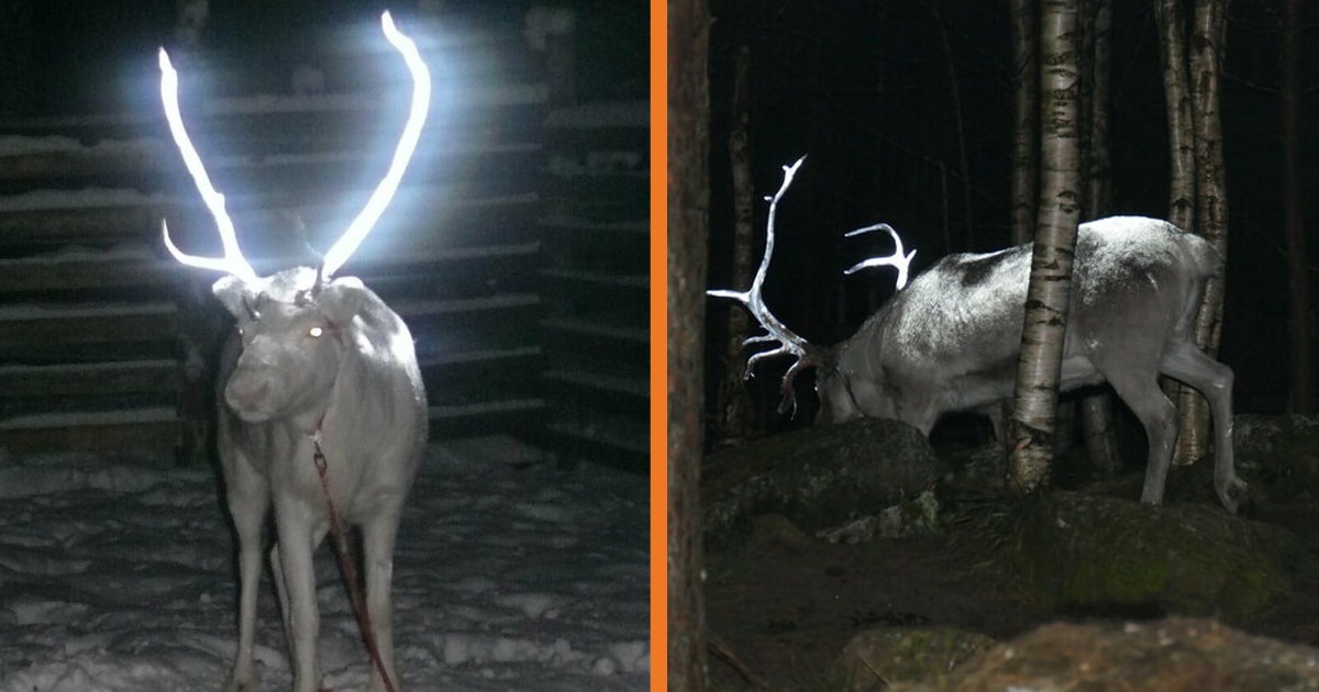Finland Is Covering Reindeer Antlers In Reflective Paint To Prevent Car Accidents