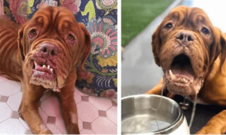 French Mastiff With Terminal Cancer Finally Gets A Caring Home To Spend The Relax Of Her Days