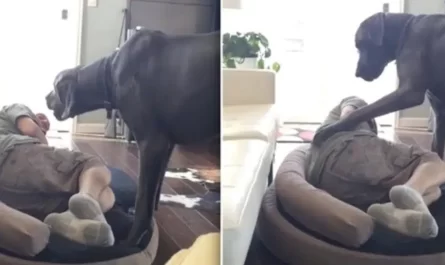 Great Dane Throws A Temper Tantrum When His Dad Attempts To Sleep In His Bed