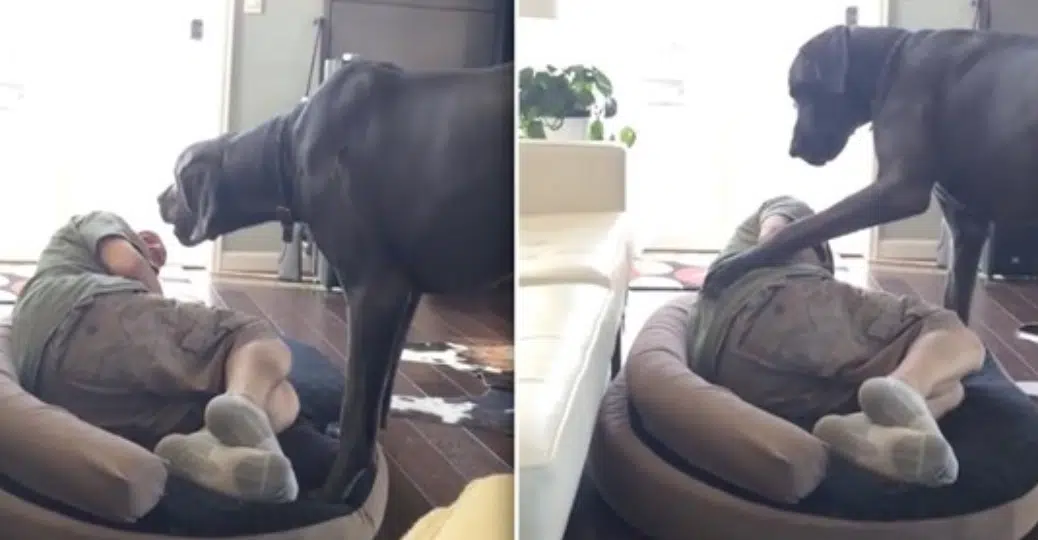 Great Dane Throws A Temper Tantrum When His Dad Attempts To Sleep In His Bed