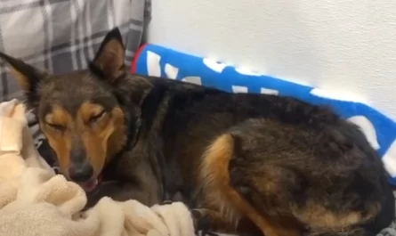 Grieving Mother Dog Raises Another Species After Losing All Of Her Puppies