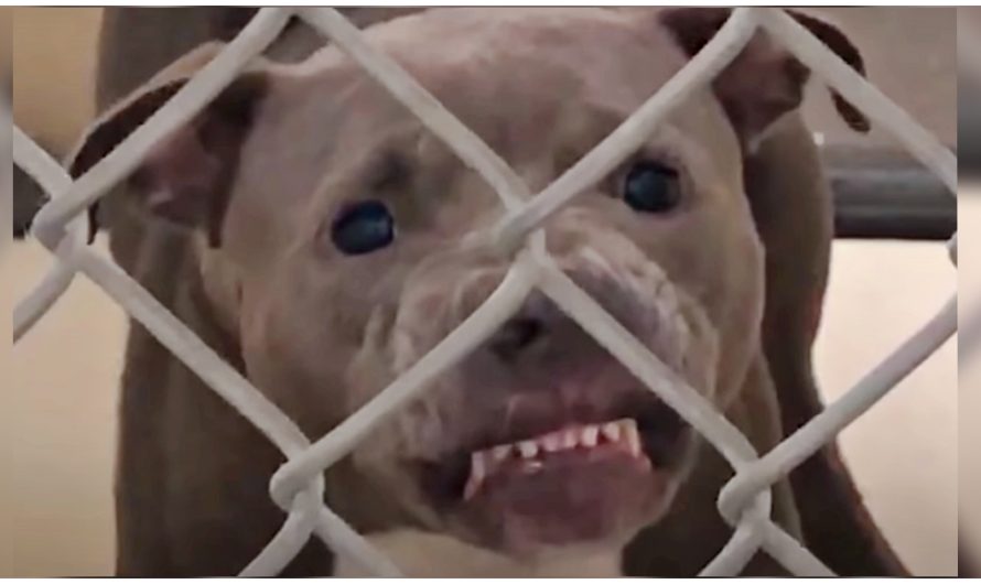 Growling Pit Bull Wasn’t Allowed To Be Adopted, Dog Lover Made It Her Mission