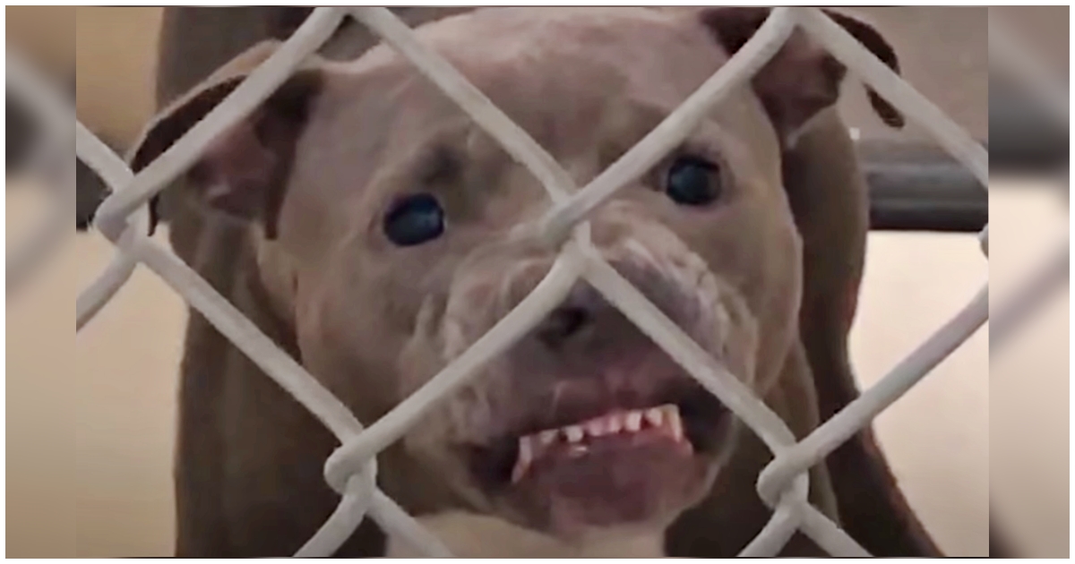 Growling Pit Bull Wasn't Allowed To Be Adopted, Dog Lover Made It Her Mission