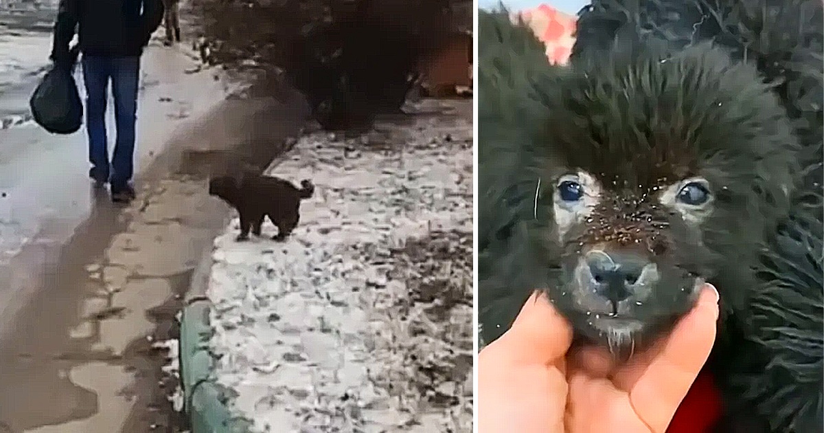 HEARTBROKEN OVER SAD SHIVERING PUPPY BEGGING PASSERSBY TO RESCUE HIS SIBLINGS IN COLD WEATHER