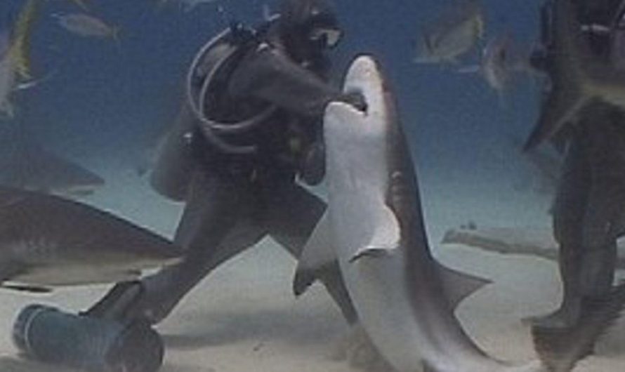 Heart-thumping moment brave diver puts her hand inside shark’s mouth to remove fishing hooks