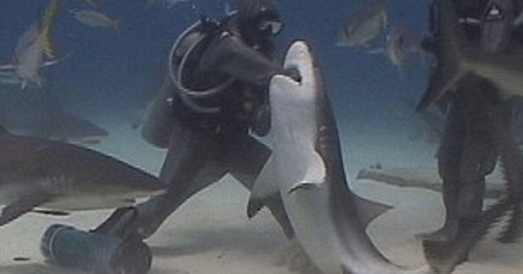 Heart-thumping moment brave diver puts her hand inside shark's mouth to remove fishing hooks
