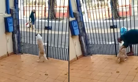 Homeless Man Visits Dog Every Day To Partake In What Has Come To Be A Daily Routine