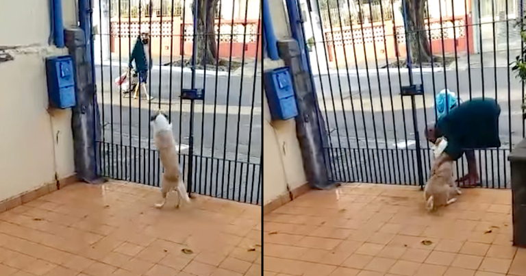 Homeless Man Visits Dog Every Day To Partake In What Has Come To Be A Daily Routine
