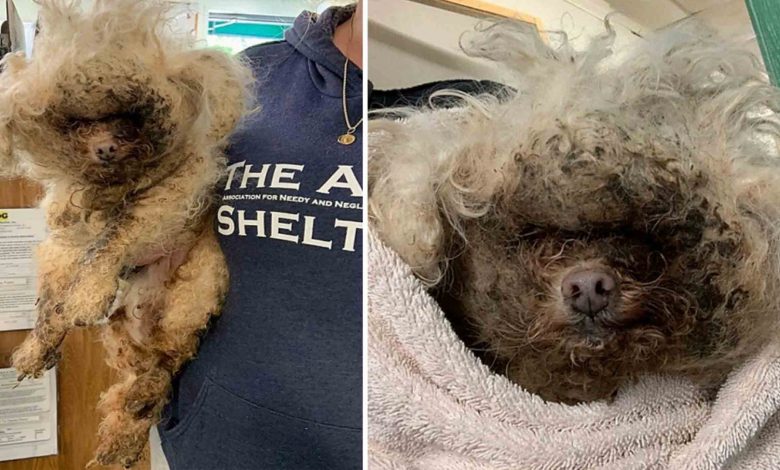 Ignored For 10 Years, Senior Dog Had Maggots Crawling In His Infected Skin