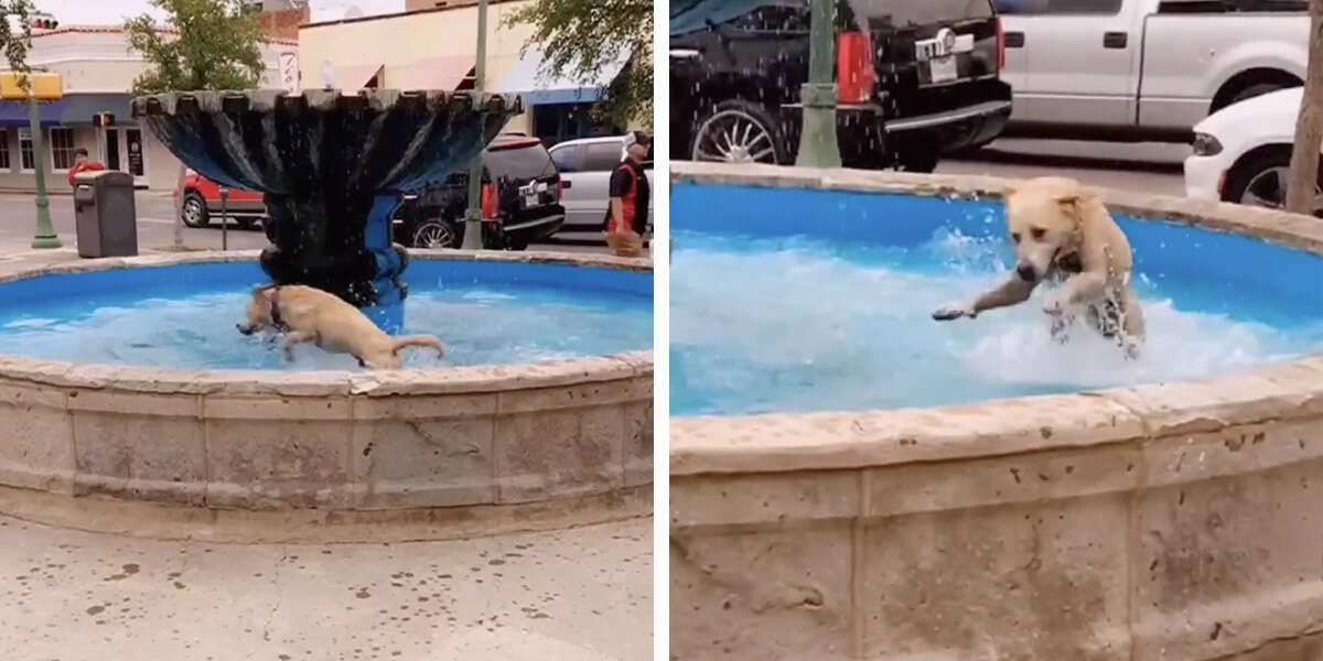 Lady Spots A Random Dog Out Living His Best Life