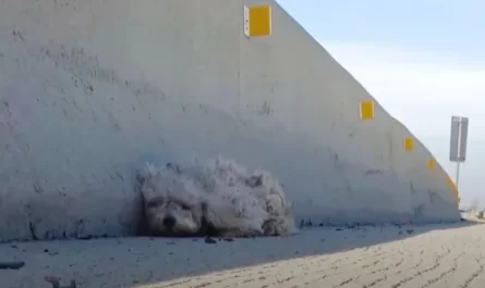 Little Dog Sat Frozen With Fear On The Side Of The Busiest Freeway