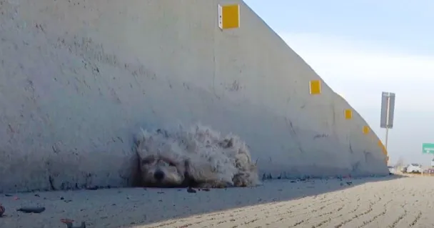 Little Dog Sat Frozen With Fear On The Side Of The Busiest Freeway