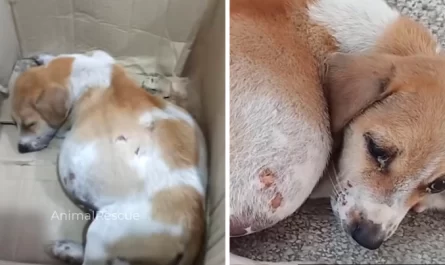 Little Puppy With A Big Belly Was Abandoned In A Cardboard Box