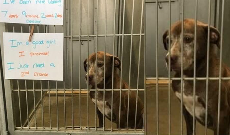 Lonely dog has actually been waiting in sanctuary for over 7 years, asks someone to give her a 'second chance'