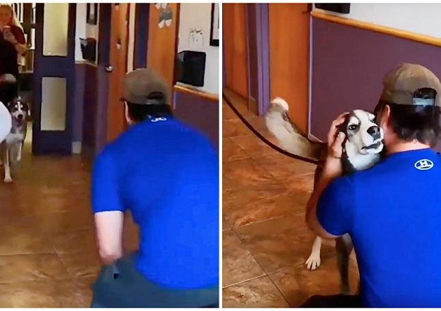 Lost For 3 Years, He Howls With Happiness When He Sees His Father Standing In Front Of Him