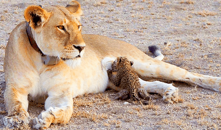 Mama lioness adopts sick baby leopard and treats it as her own