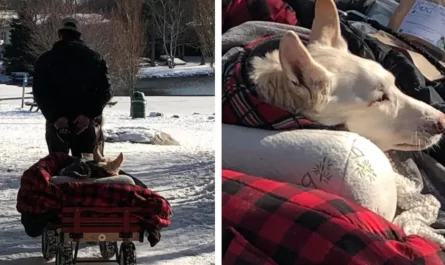 Man Makes Sure To Take His Paralyzed Dog For A Walk Every Day