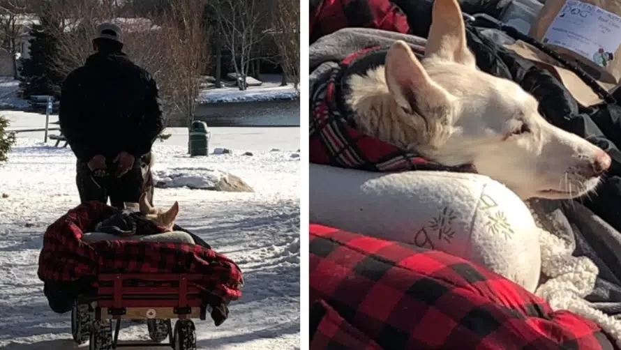 Man Makes Sure To Take His Paralyzed Dog For A Walk Every Day