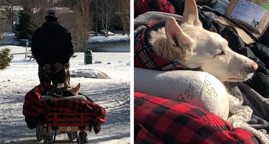 Man Makes Sure To Take His Paralyzed Dog For A Walk Every Day