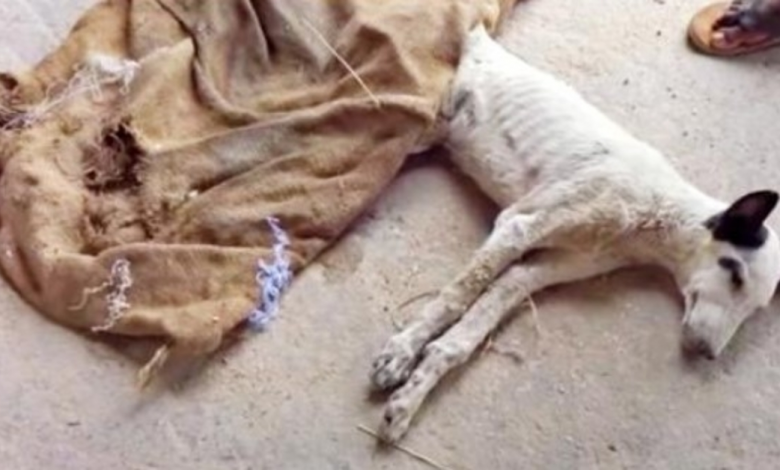 Man Saw Dog That Starved To Death, Covered Him And His Head Popped Up