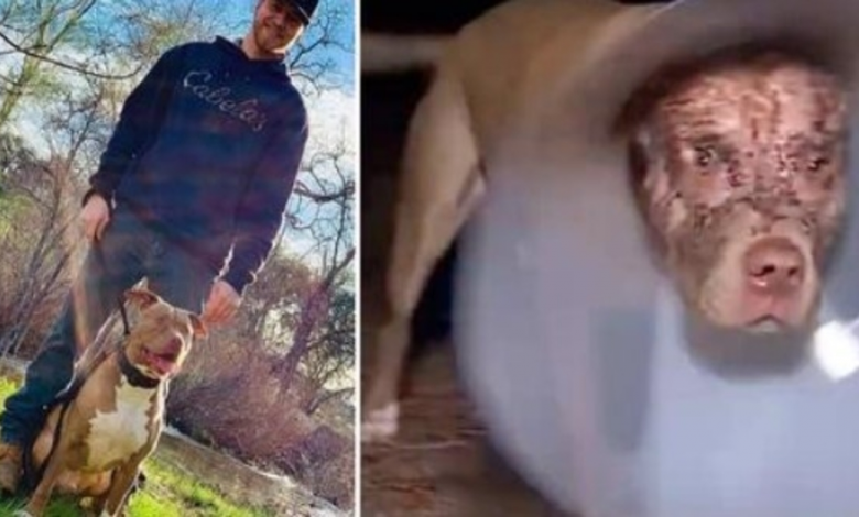 Man Sees Huge Bear Dragging His Pit Bull By The Head & Tackles Bear To Rescue Him