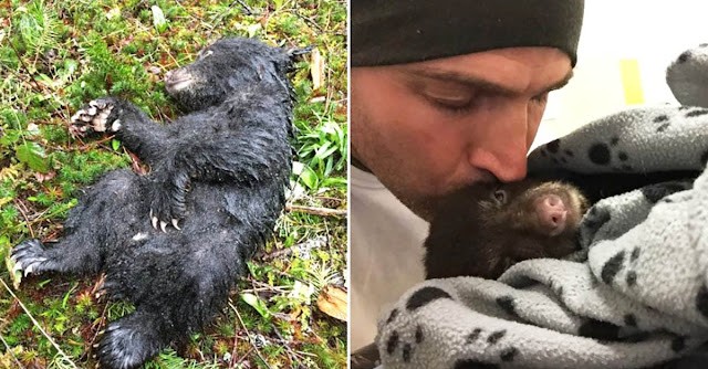 Man finds dying baby bear while out hiking dangers jail-time to save it's life