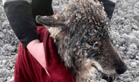 Men Rescue Wolf They Thought Was A Dog From Sinking In Freezing Water