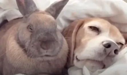 Mom Walks In On An Lovable Nap Between The Dog And A Little Buddy