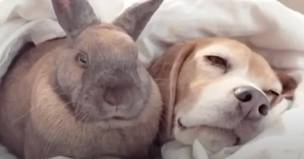 Mom Walks In On An Lovable Nap Between The Dog And A Little Buddy