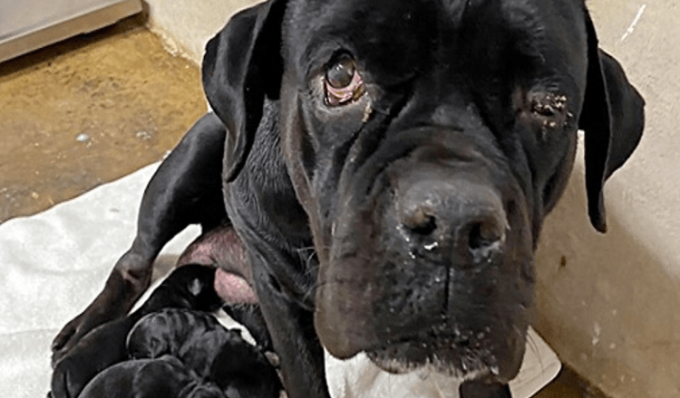 Mother Dog Shields Her Baby Puppies After Owner Dumps Them All On Dirt Road