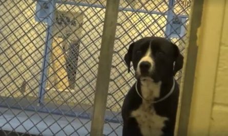 Narrowly Avoiding Death, This Dog 'Freaks Out' When He Realized He's Being Adopted