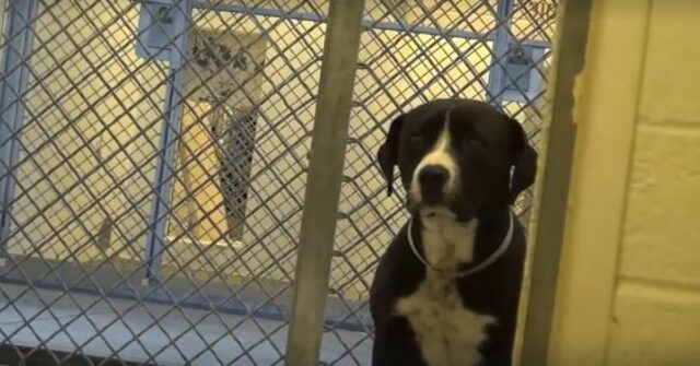 Narrowly Avoiding Death, This Dog 'Freaks Out' When He Realized He's Being Adopted