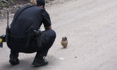 Policeman Stumbles Upon Baby Owl, Has An Adorable Conversation