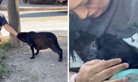 Pregnant stray dog totally melts when realizes she's being adopted
