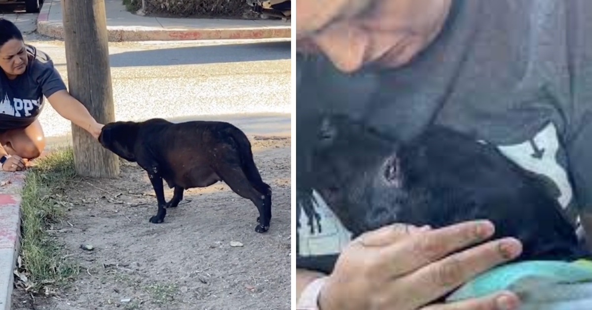 Pregnant stray dog totally melts when realizes she's being adopted