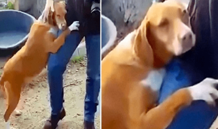 Reporter Goes To Shelter To Do A Tale, Dog Hugs Him Tight Till He Adopts Her