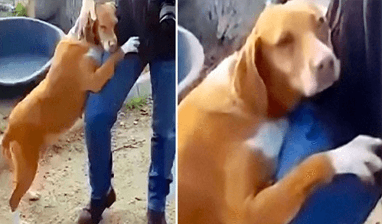 Reporter Goes To Shelter To Do A Tale, Dog Hugs Him Tight Till He Adopts Her
