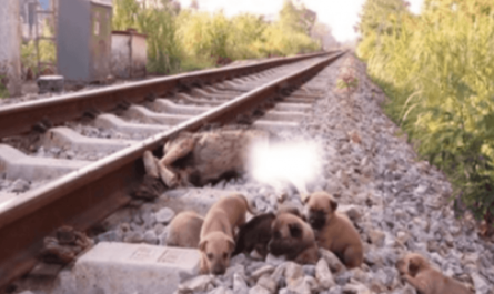 Rescue 6 poor pups on the train tracks when their mother is no more