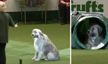 Rescue Dog Has A Mind Of His Own When He Hits The Agility Program