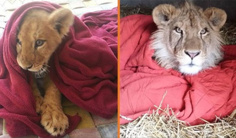 Rescued Baby Lion Can't Sleep Without Favorite Blanket, Even Now As An Adult